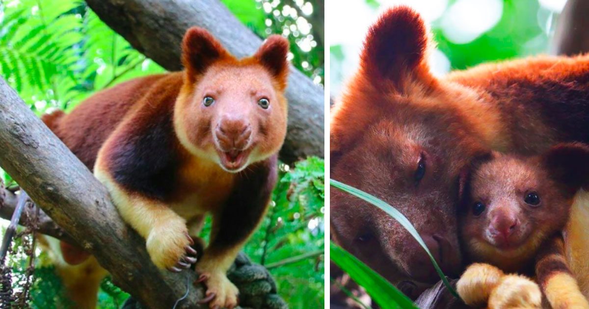 Learn the cute tree - the kangaroo, an animal you may never have heard of