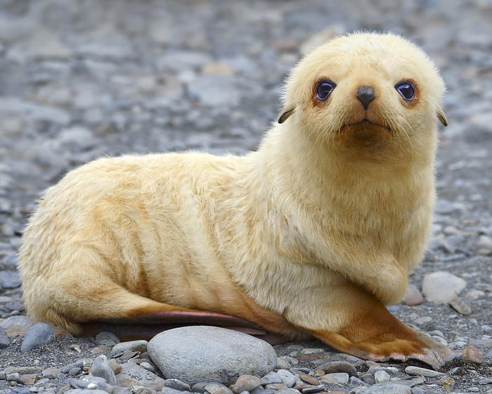 Extremely rare blonde baby seals found in the islands of South Georgia.