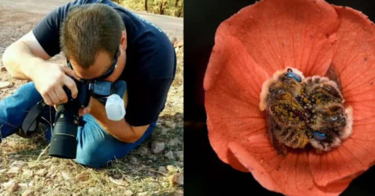 I can’t believe there’s a bee that sleeps in flowers and it’s as cute as it sounds