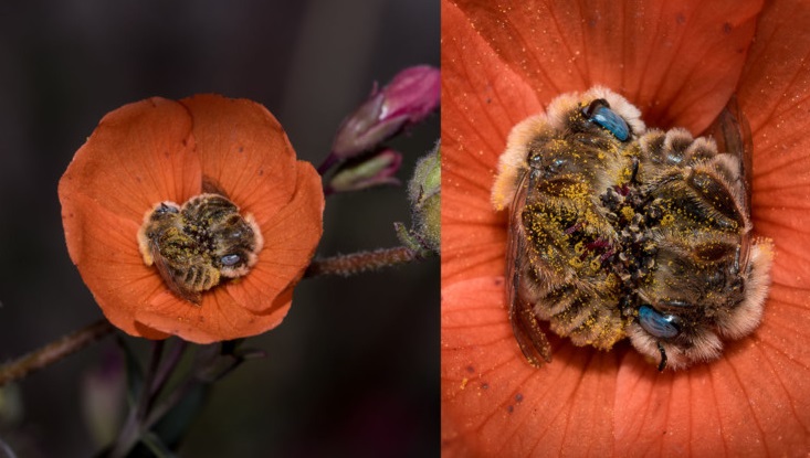 I can't believe there's a bee that sleeps in flowers and it's as cute as it sounds