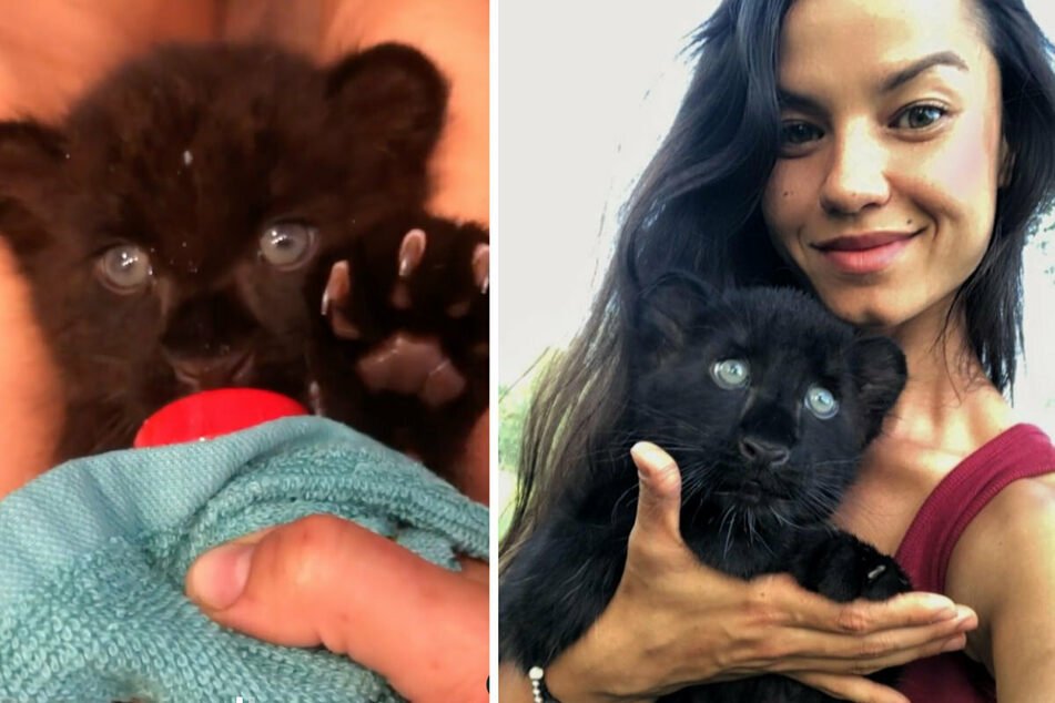 A panther rejected his child, and now he is growing up with a kind woman and her Rottweiler