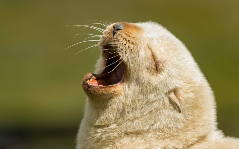 Extremely rare blonde baby seals found in the islands of South Georgia.