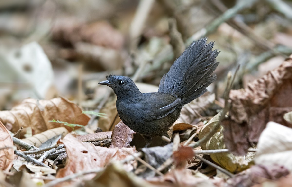 Top 10 Most Rare Birds of the World