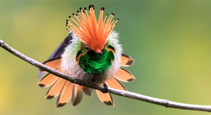 Meet the Rufous-Crested Coquette A uniquely fat little hummingbird