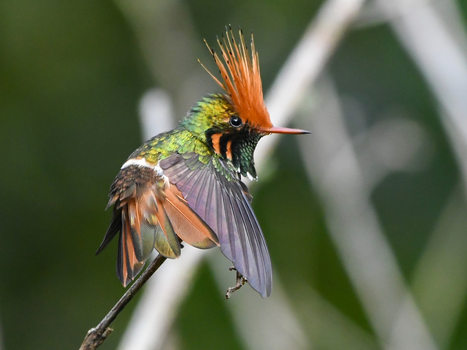 Meet the Rufous-Crested Coquette A uniquely fat little hummingbird