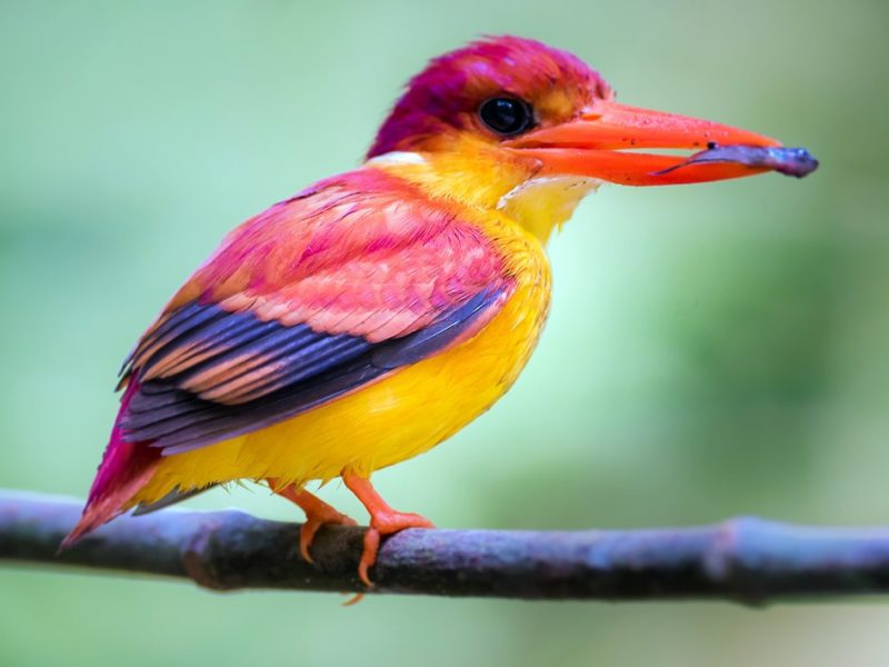 For the first time in 130 years, a super rare dwarf Kingfisher has been Over Looked by Scientists