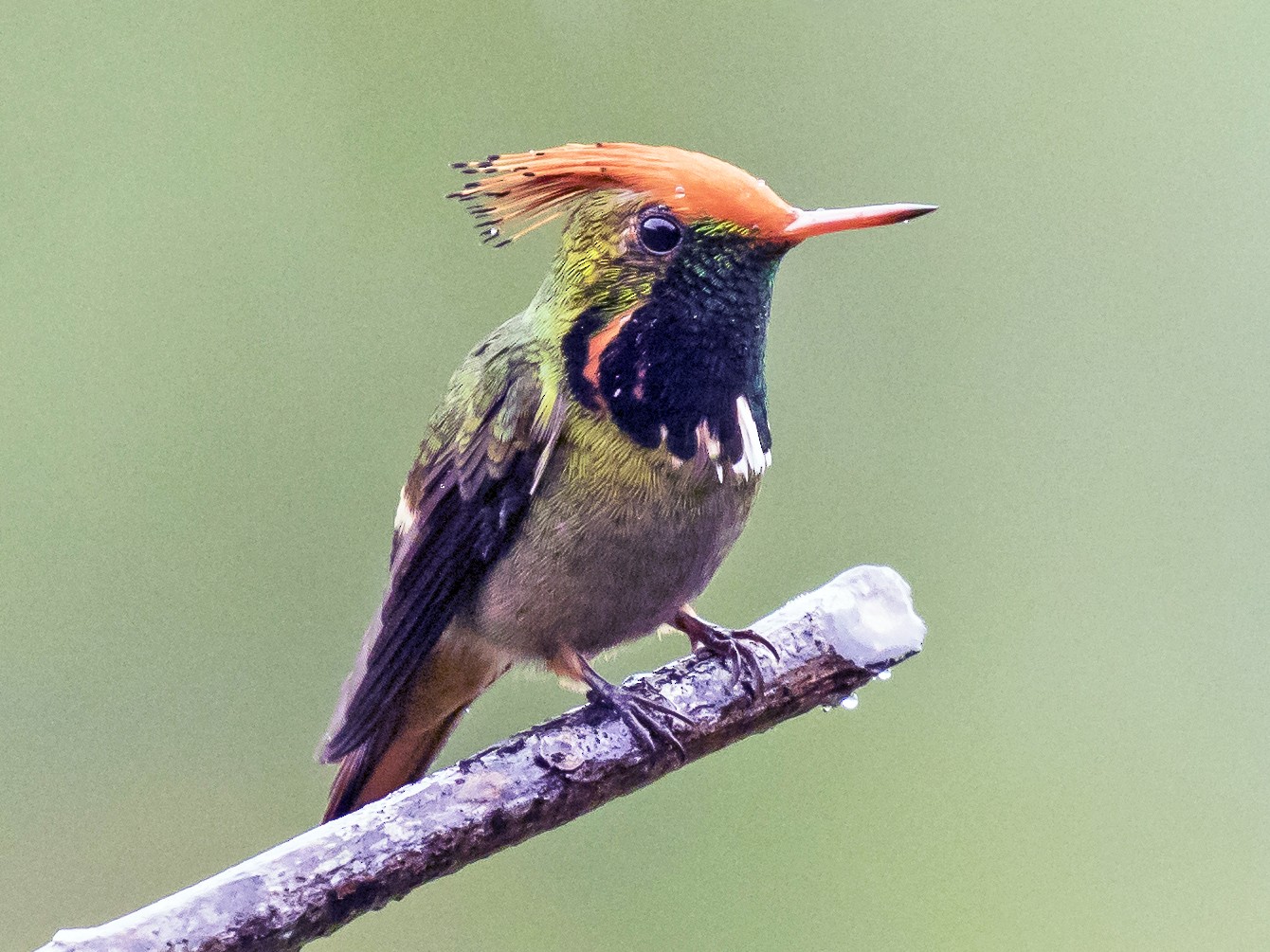 Meet the Rufous-Crested Coquette A uniquely fat little hummingbird