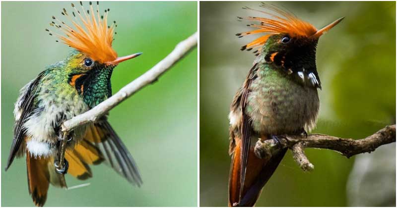 Meet the Rufous-Crested Coquette  A uniquely fat little hummingbird