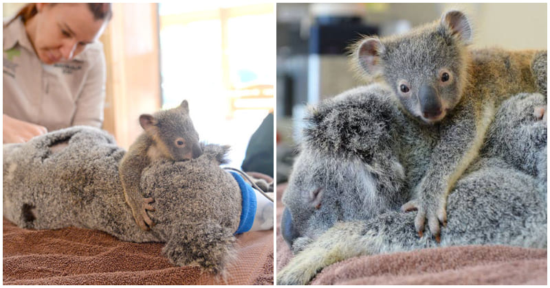 Baby Koala refuses to let go of her mother for a second during her life-saving surgery