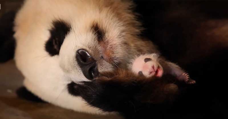 Mother Panda's heartwarming moments when she saw her twins for the first time at the Yewino Zoo in Japan