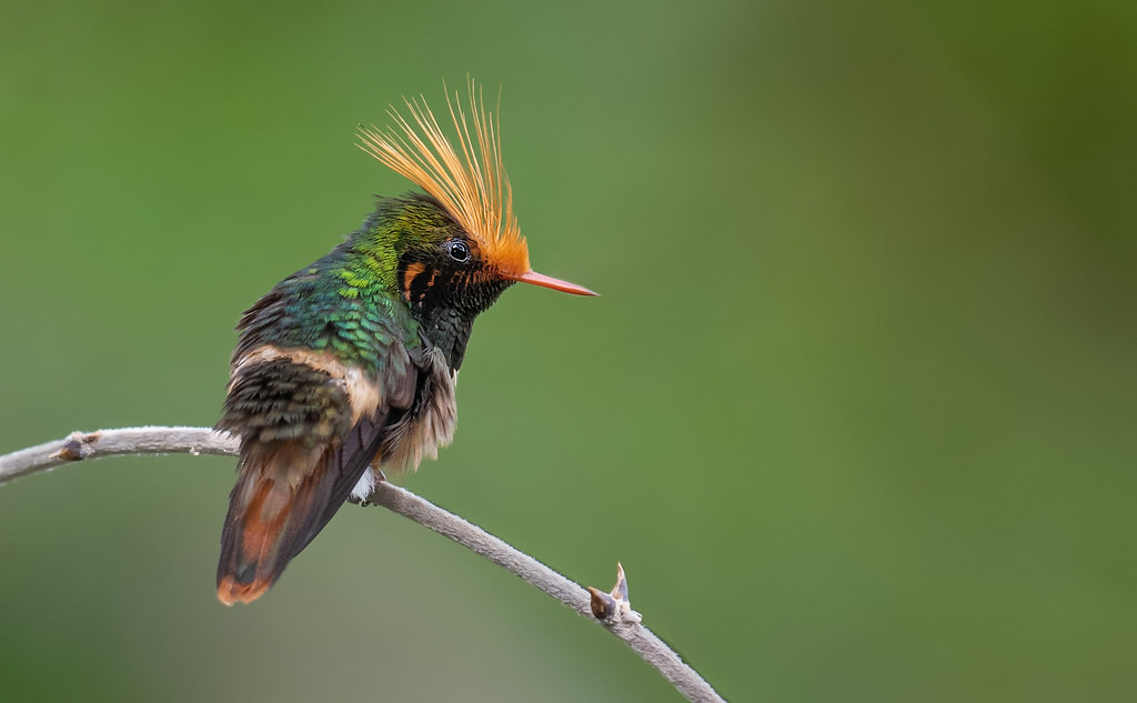 Meet the Rufous-Crested Coquette A uniquely fat little hummingbird