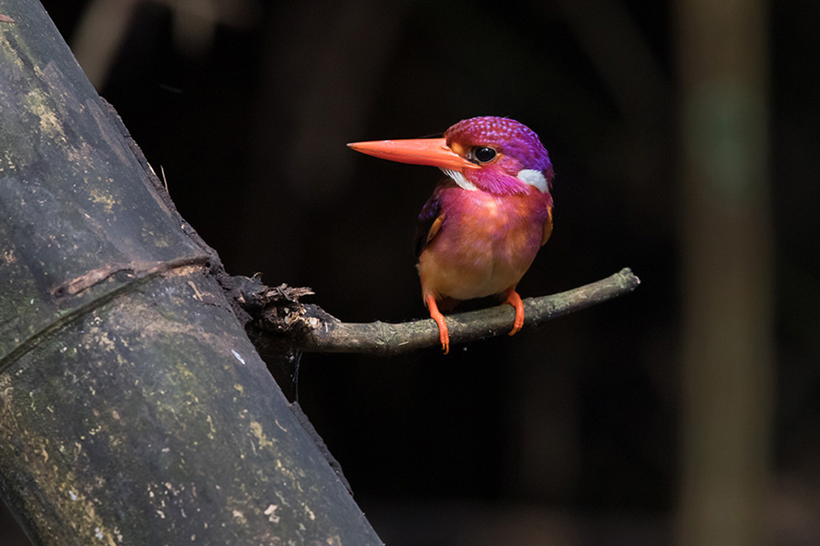 For the first time in 130 years, a super rare dwarf Kingfisher has been Over Looked by Scientists