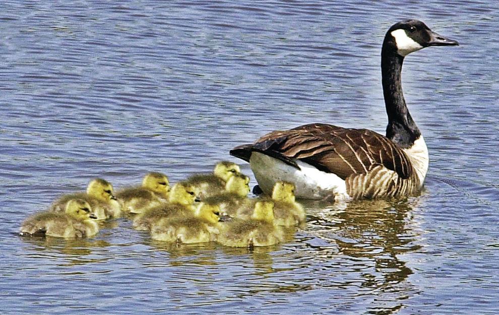 The photographer was left in awe to see the mother goose taking care of 47 children and keeping them safe