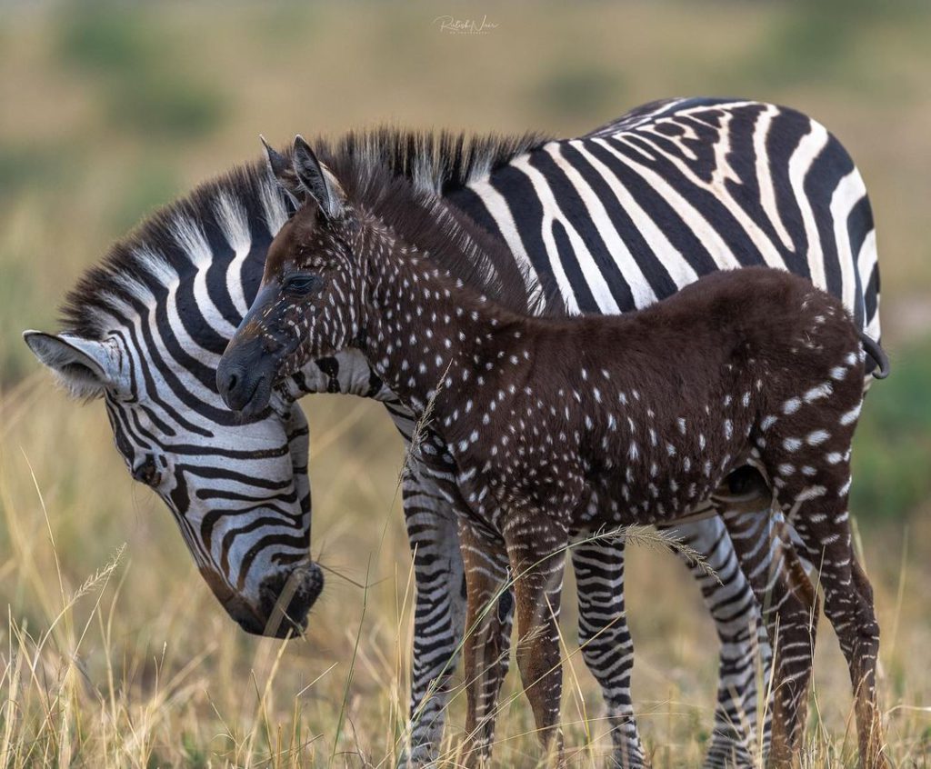 This baby was born with spots instead of zebra stripes.