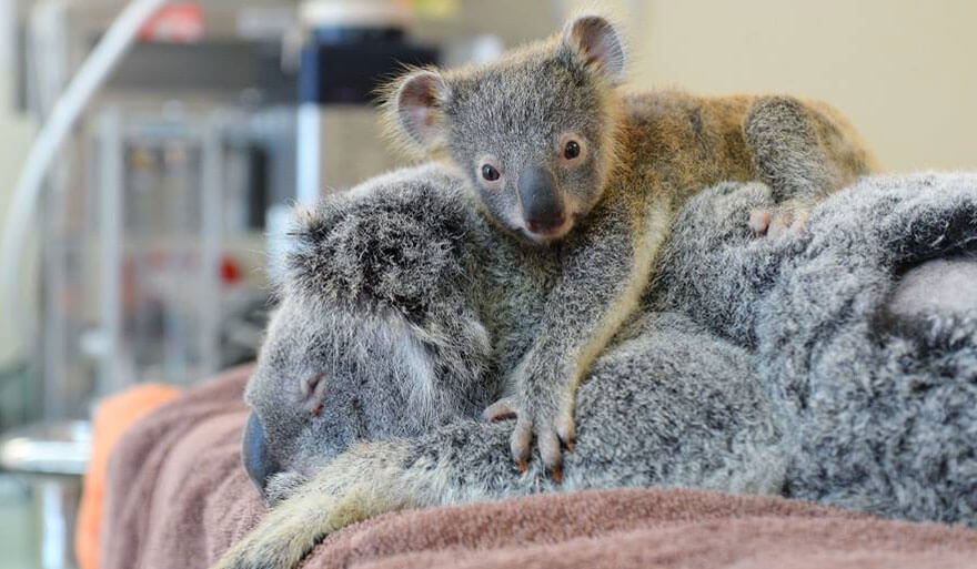 Baby Koala refuses to let go of her mother for a second during her life-saving surgery