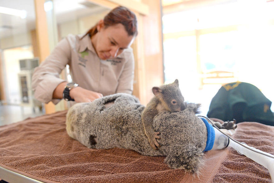 Baby Koala refuses to let go of her mother for a second during her life-saving surgery