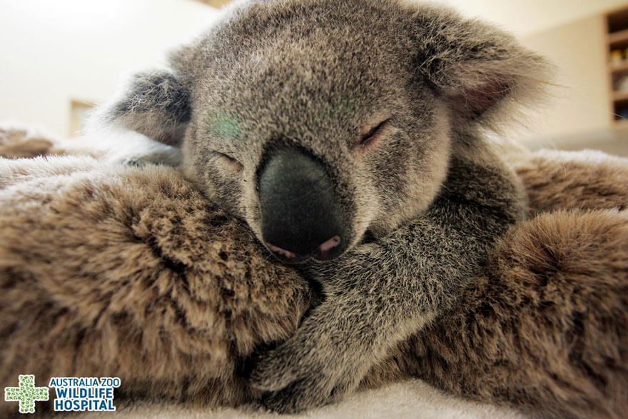 Baby Koala refuses to let go of her mother for a second during her life-saving surgery