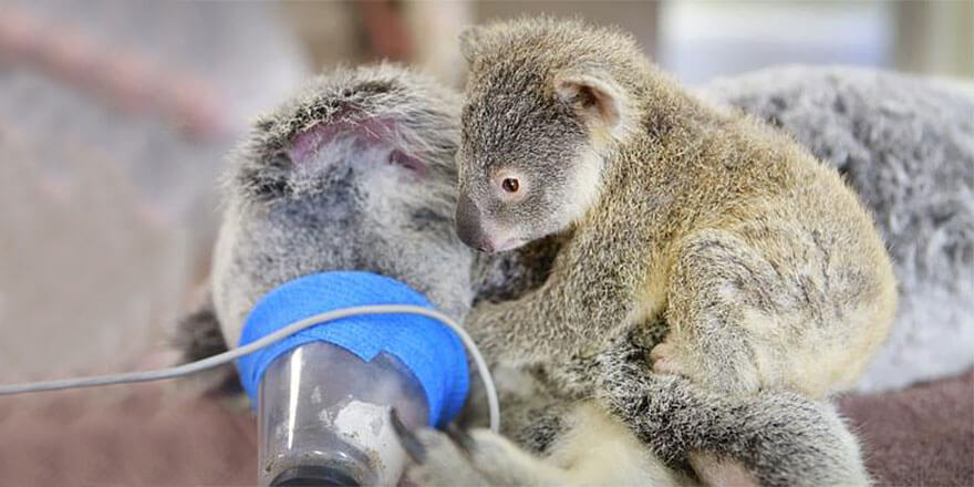 Baby Koala refuses to let go of her mother for a second during her life-saving surgery