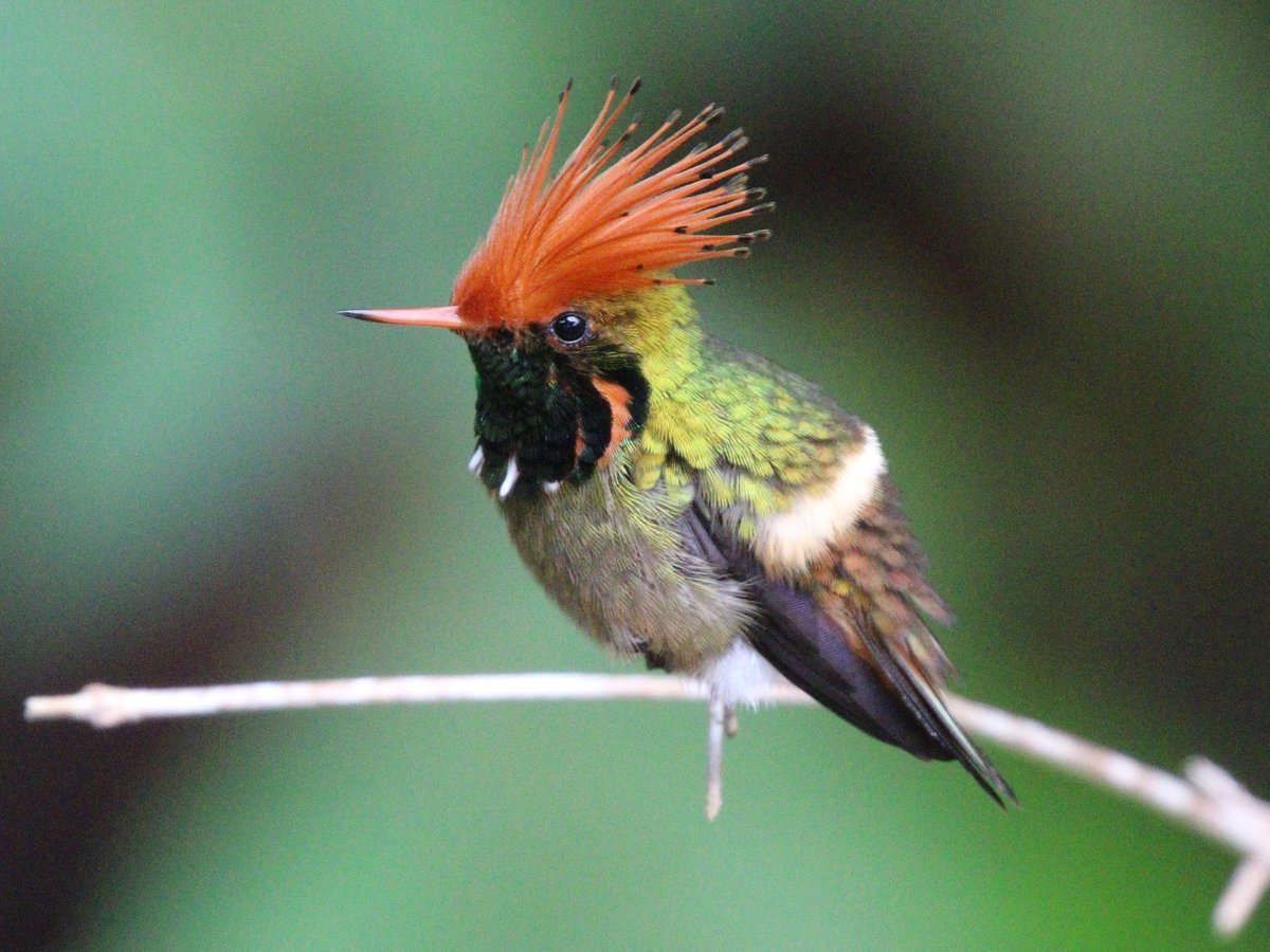 Meet the Rufous-Crested Coquette A uniquely fat little hummingbird