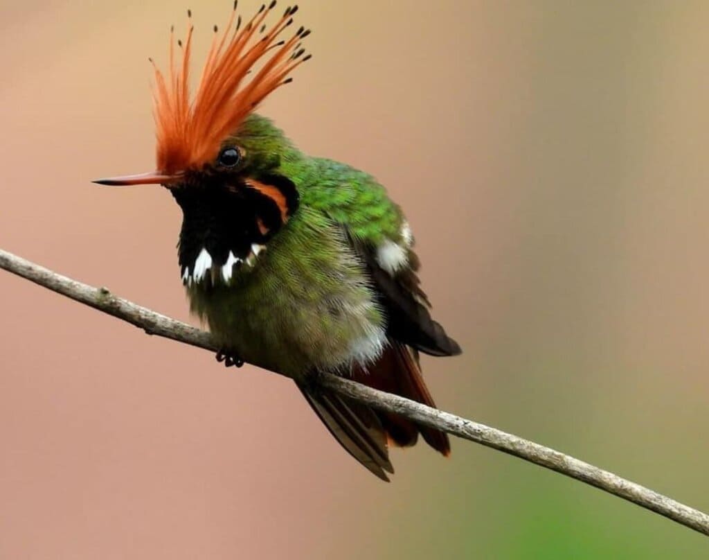 Meet the Rufous-Crested Coquette A uniquely fat little hummingbird