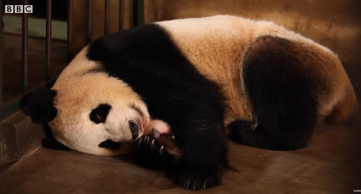 Mother Panda's heartwarming moments when she saw her twins for the first time at the Yewino Zoo in Japan