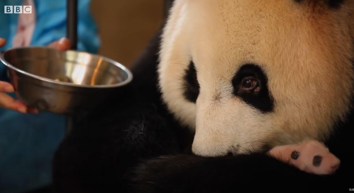 Mother Panda's heartwarming moments when she saw her twins for the first time at the Yewino Zoo in Japan