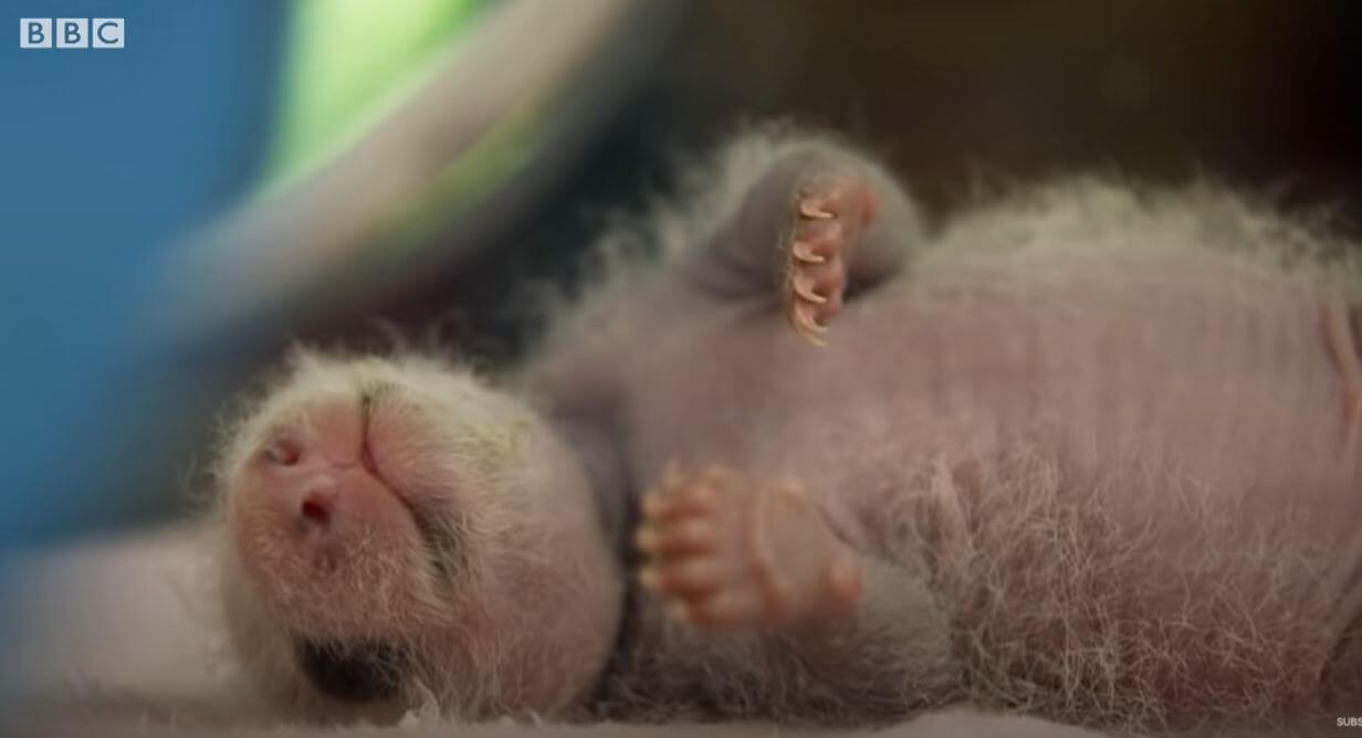 Mother Panda's heartwarming moments when she saw her twins for the first time at the Yewino Zoo in Japan