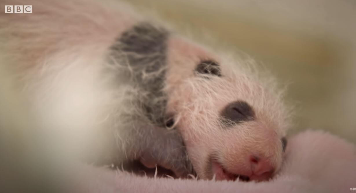 Mother Panda's heartwarming moments when she saw her twins for the first time at the Yewino Zoo in Japan