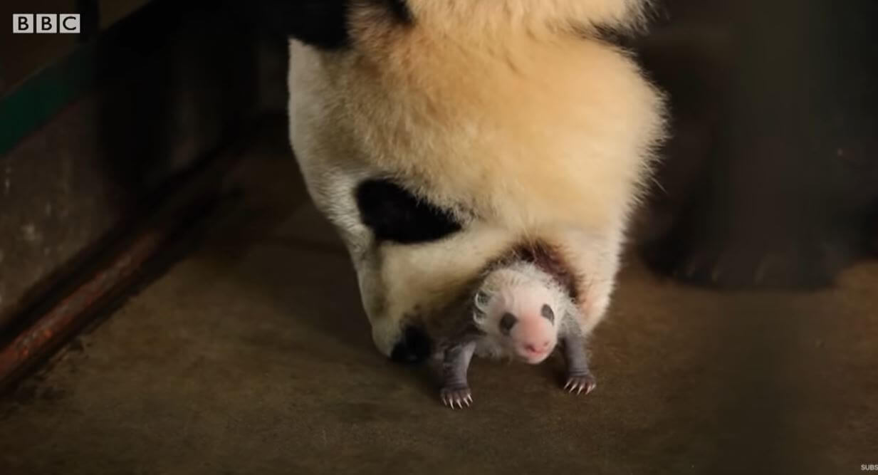 Mother Panda's heartwarming moments when she saw her twins for the first time at the Yewino Zoo in Japan