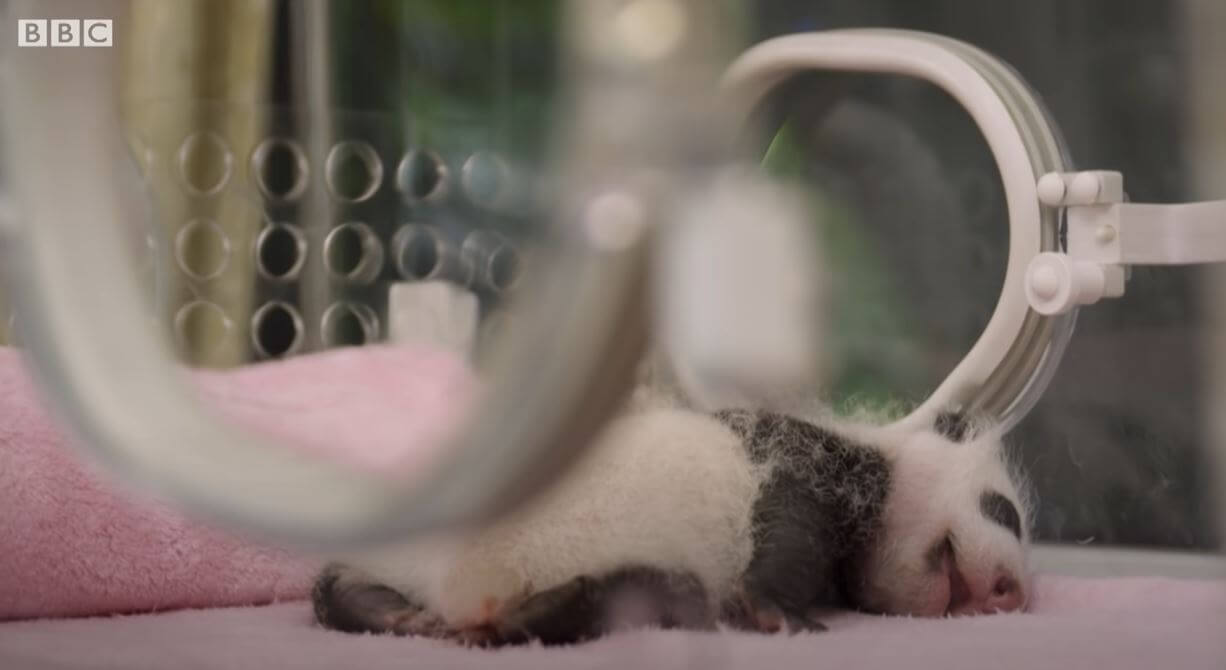 Mother Panda's heartwarming moments when she saw her twins for the first time at the Yewino Zoo in Japan