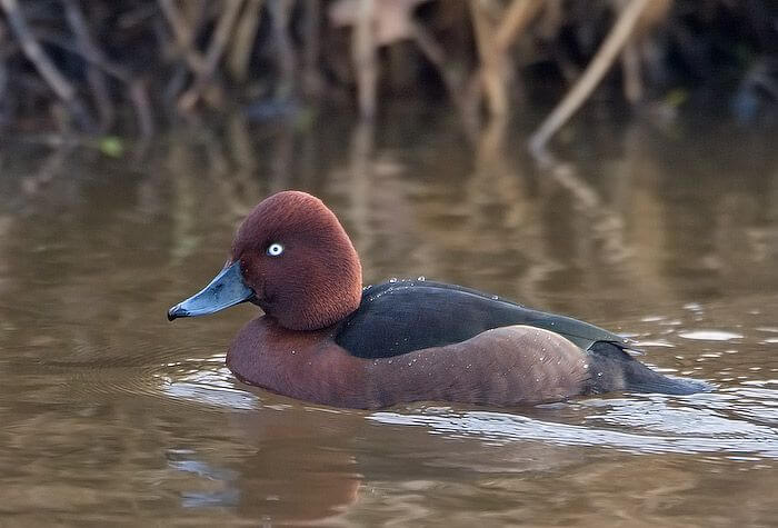 Top 10 Most Rare Birds of the World