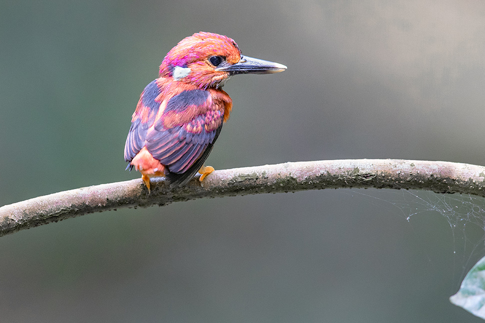 For the first time in 130 years, a super rare dwarf Kingfisher has been Over Looked by Scientists