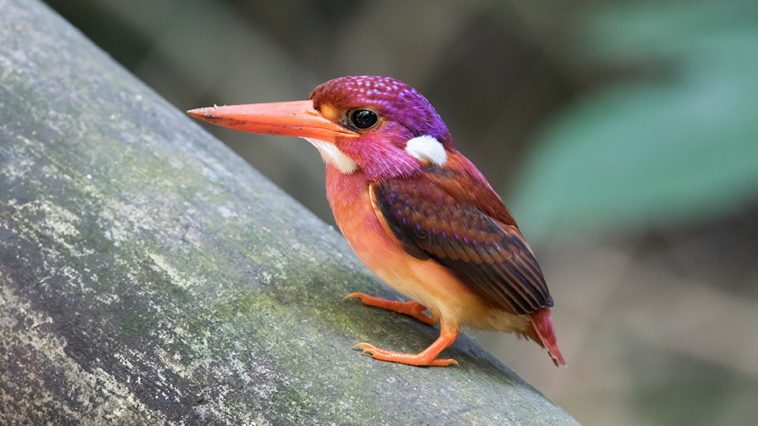 For the first time in 130 years, a super rare dwarf Kingfisher has been Over Looked by Scientists