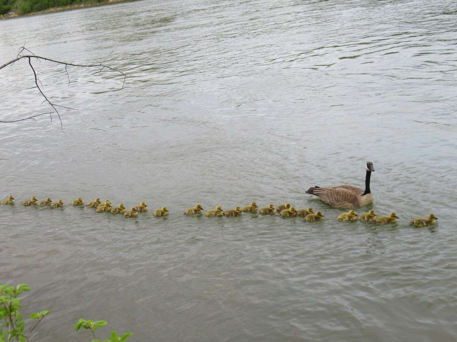 The photographer was left in awe to see the mother goose taking care of 47 children and keeping them safe