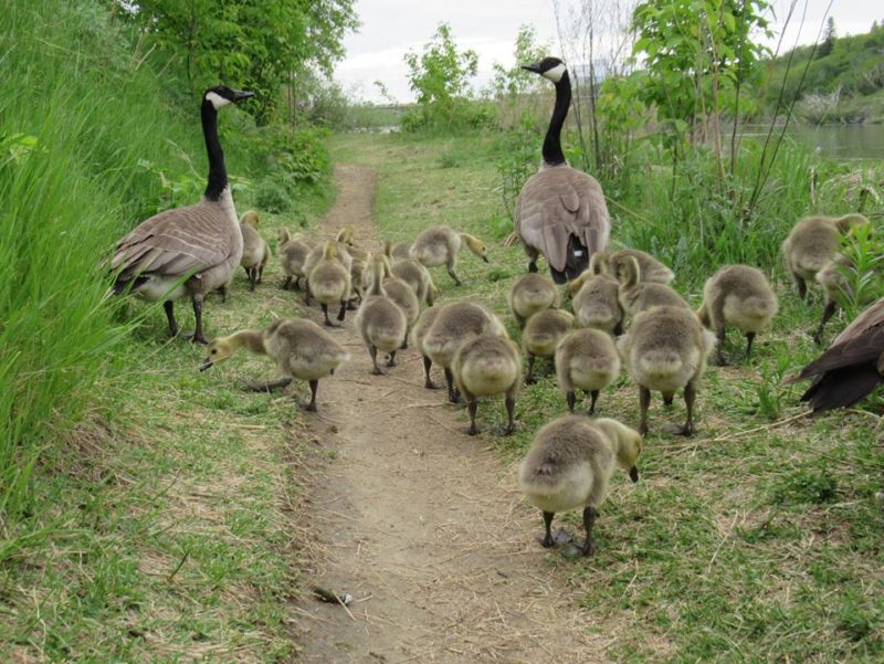 The photographer was left in awe to see the mother goose taking care of 47 children and keeping them safe