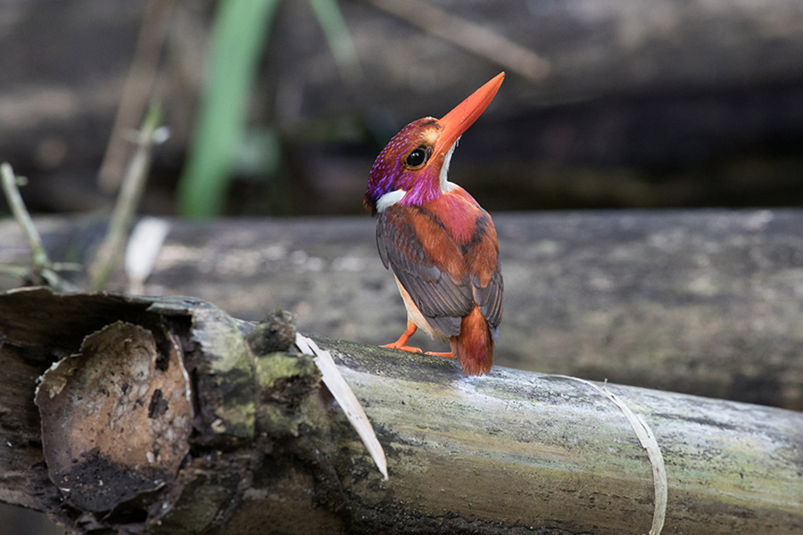 For the first time in 130 years, a super rare dwarf Kingfisher has been Over Looked by Scientists