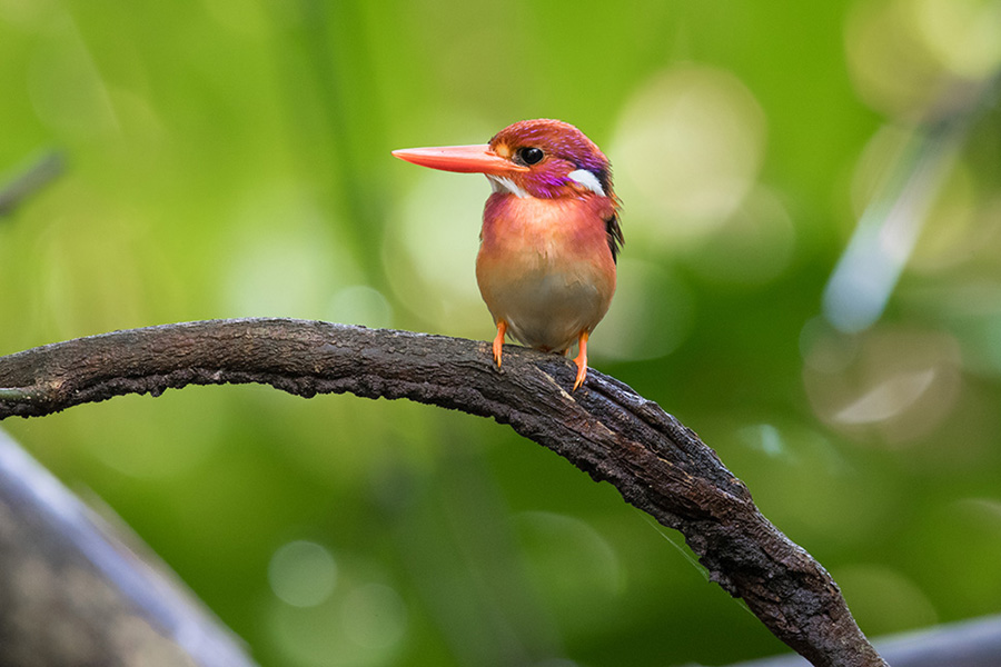 For the first time in 130 years, a super rare dwarf Kingfisher has been Over Looked by Scientists