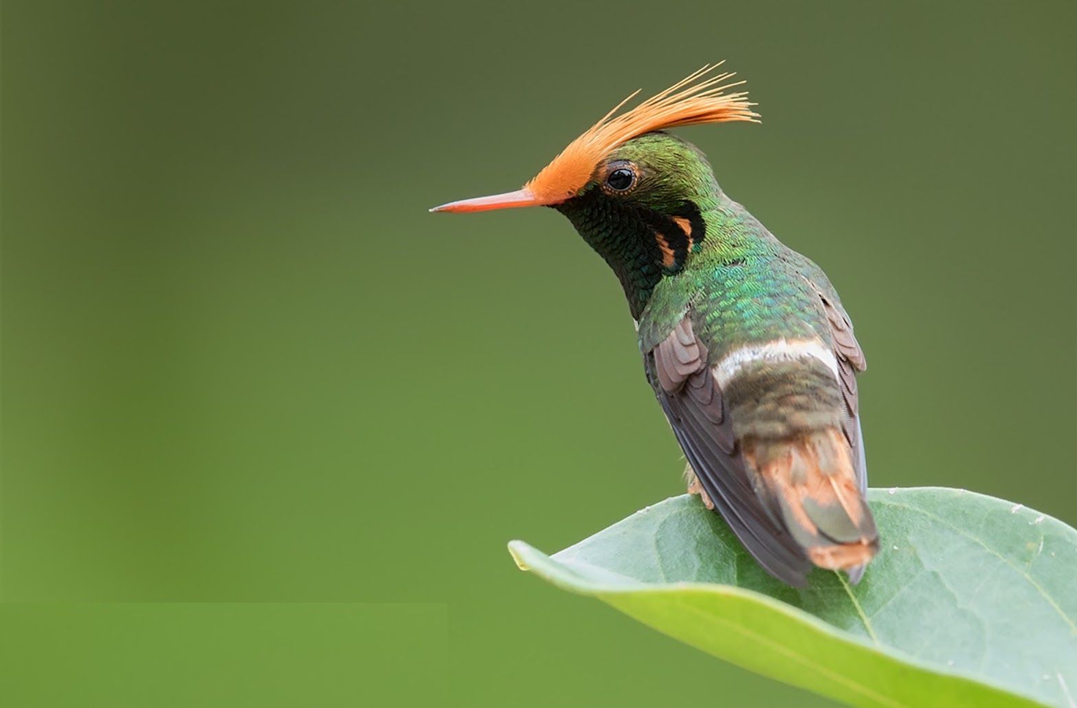 Meet the Rufous-Crested Coquette A uniquely fat little hummingbird