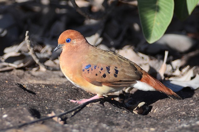 Top 10 Most Rare Birds of the World