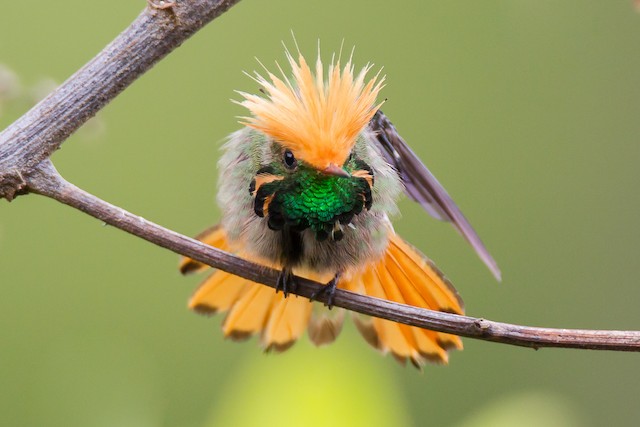 Meet the Rufous-Crested Coquette A uniquely fat little hummingbird