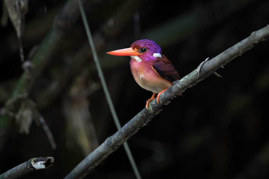 For the first time in 130 years, a super rare dwarf Kingfisher has been Over Looked by Scientists