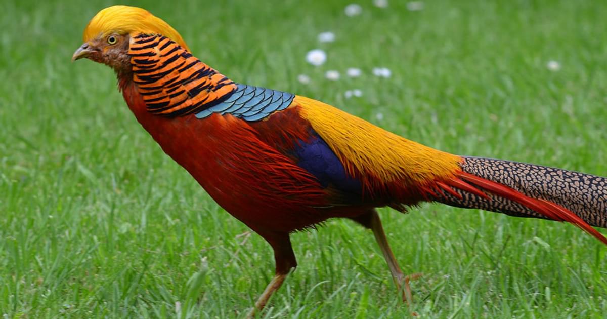 Top 10 Most Rare Birds of the World