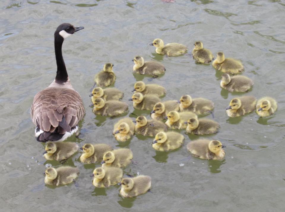 The photographer was left in awe to see the mother goose taking care of 47 children and keeping them safe