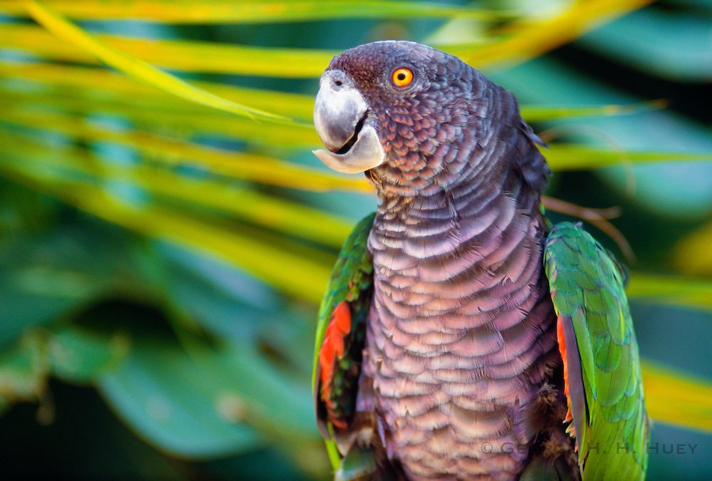 Top 10 Most Rare Birds of the World