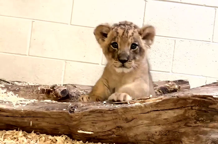 Beautiful footage shows a lion leaning down to meet its cub for the first time