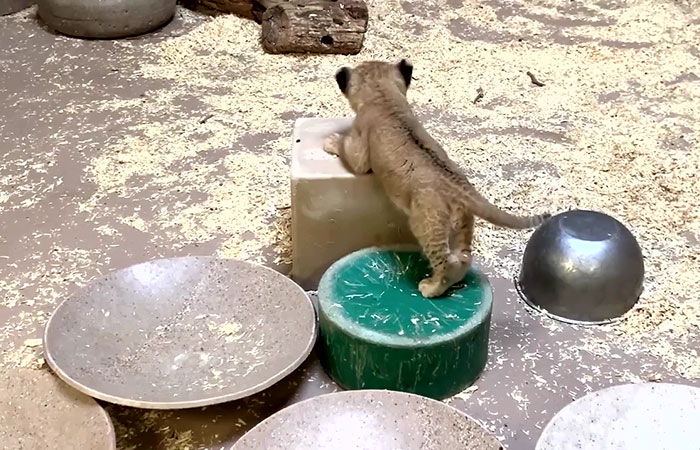 Beautiful footage shows a lion leaning down to meet its cub for the first time