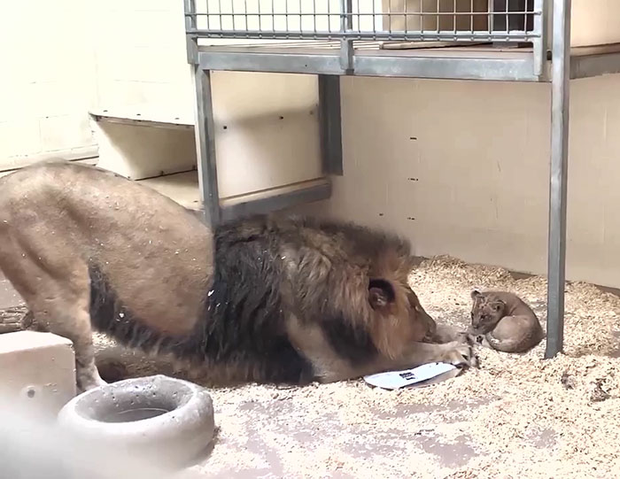 Beautiful footage shows a lion leaning down to meet its cub for the first time