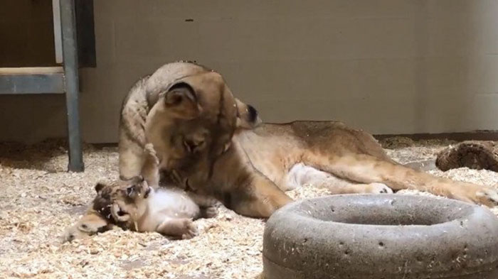 Beautiful footage shows a lion leaning down to meet its cub for the first time