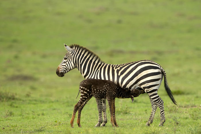 This baby was born with spots instead of zebra stripes.