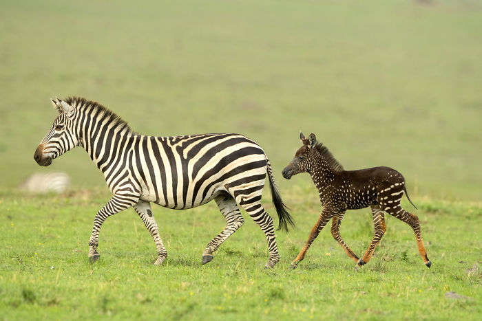 This baby was born with spots instead of zebra stripes.